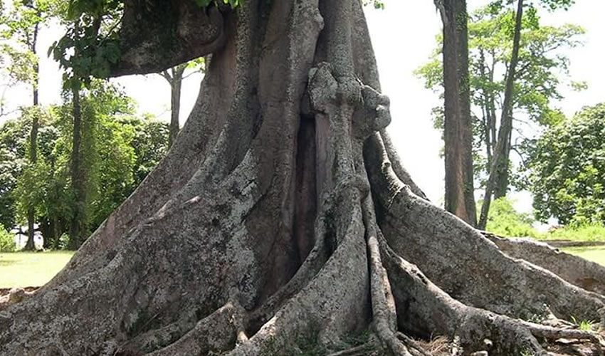 Nakayima Tree