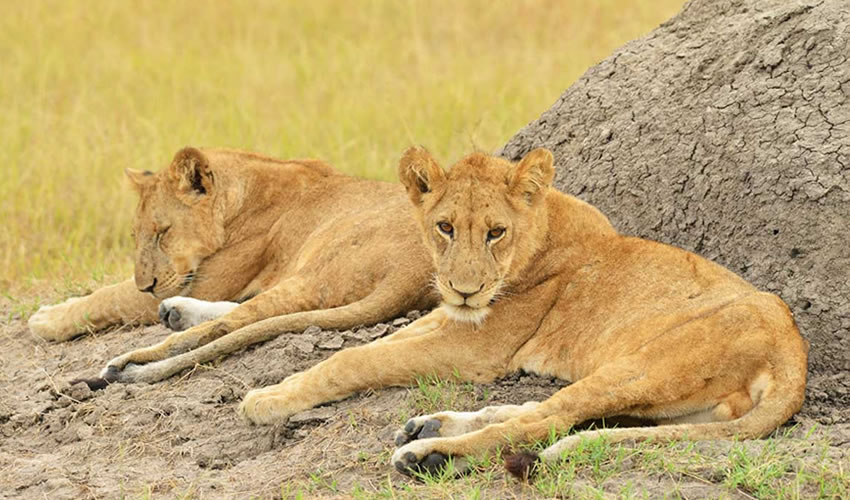 Queen Elizabeth National Park