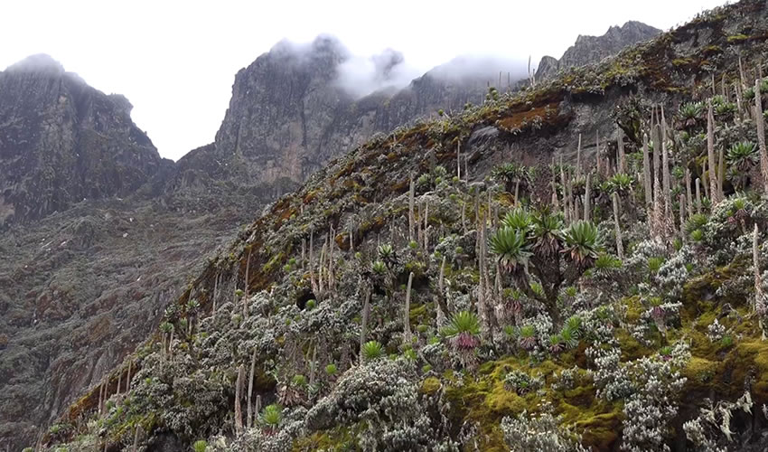 Rwenzori Mountains National Park hiking