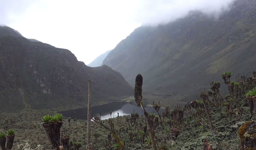 Rwenzori Mountains National Park