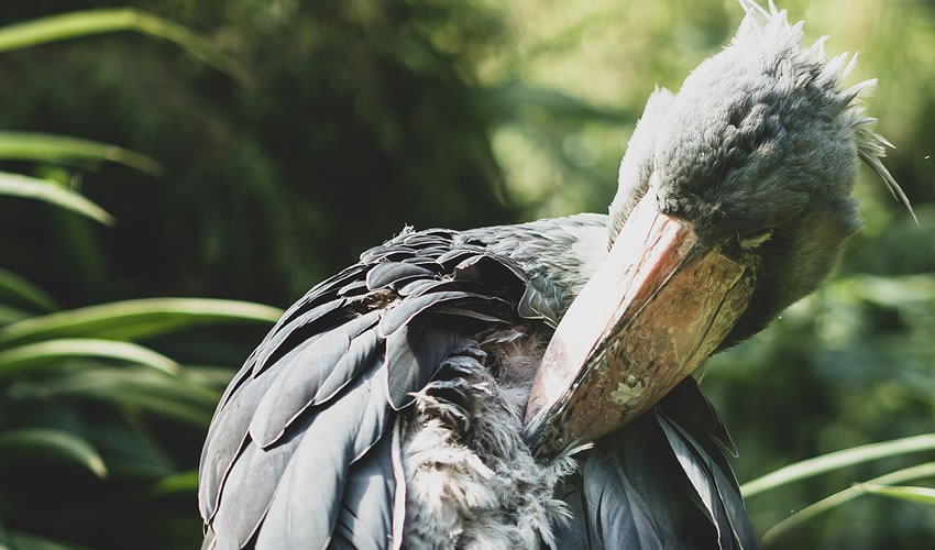 Mabamba Swamp Shoebill Tours