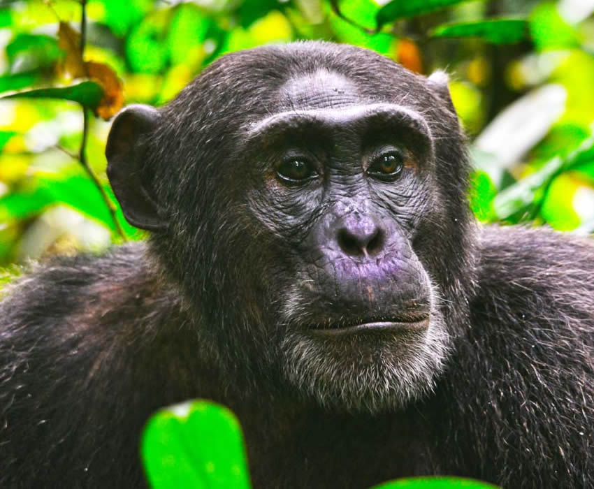 chimpanzee in Kibale Forest