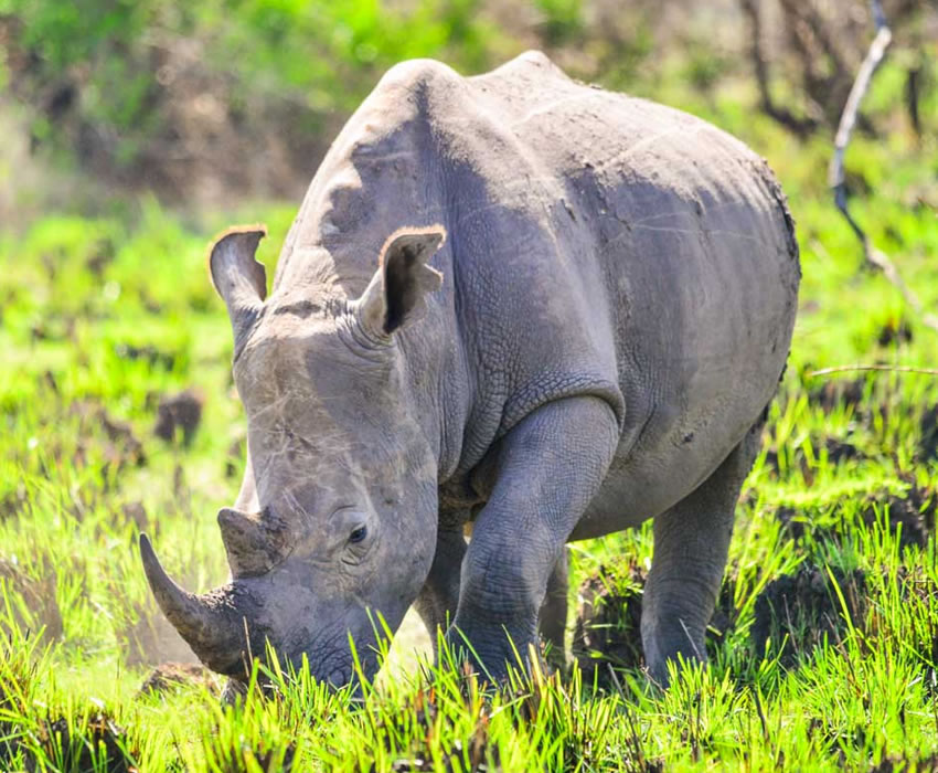 Ziwa Rhino Sanctuary