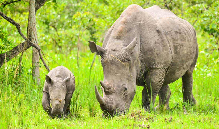 Ziwa Rhino Sanctuary Tour Activities