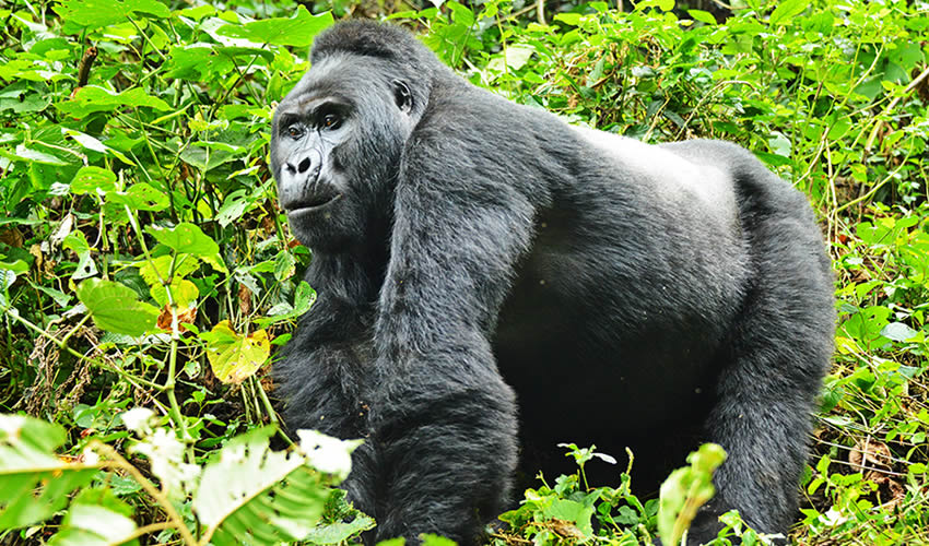 Gorilla Trekking in Uganda and Rwanda